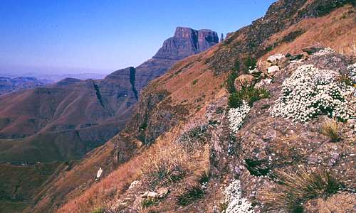 Blühende Vegetation vor den Devils Tooth