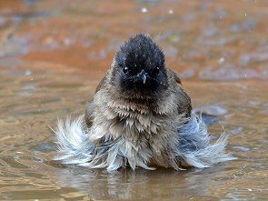 Badende Bulbuls