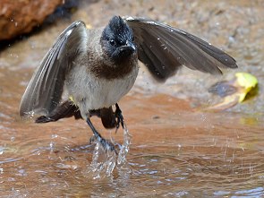 Badende Bulbuls