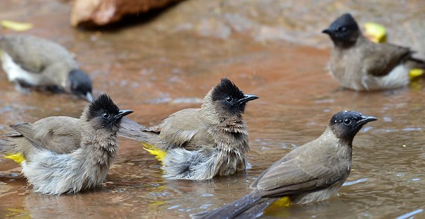 Badende Bulbuls