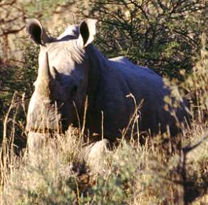 Rhinozeros im Wenen Game Reserve