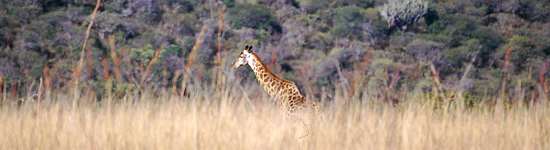 Giraffe im Weenen Game Reserve