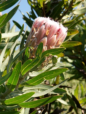 Protea