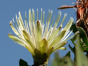Protea