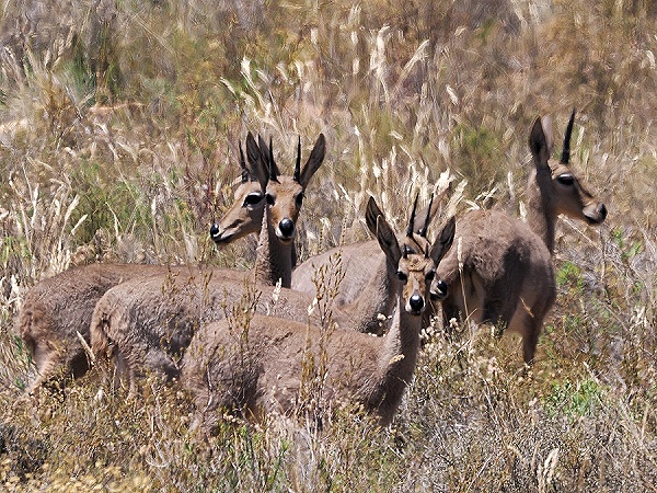 Beobachter am Wegrand