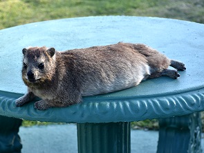 Dieser Picknicktisch ist besetzt