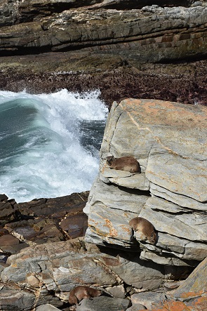 Dassies auf Felsen