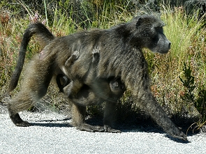 Baboon