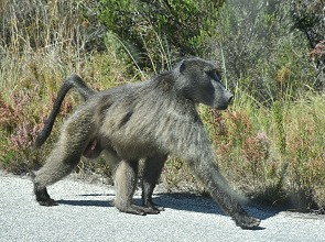 Baboon