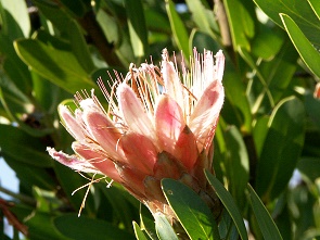 Protea