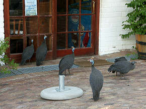 Perlhühner wollen ins Restaurant