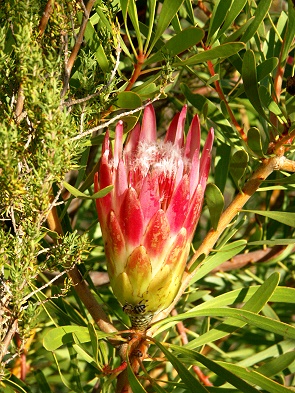 Protea