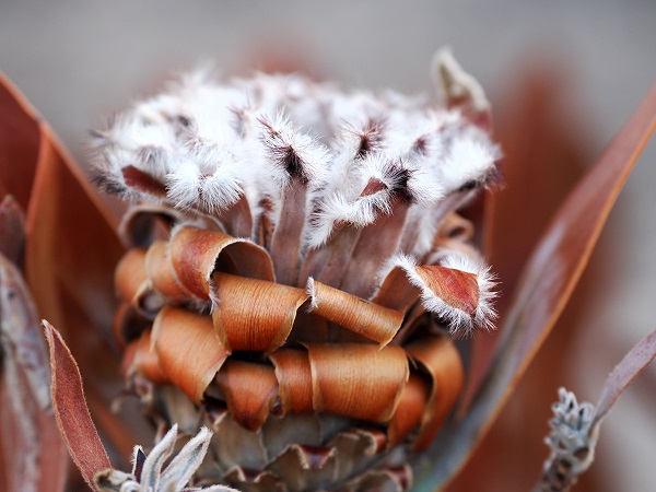 Verbrannte Schönheit
