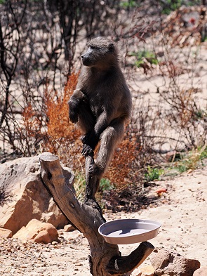 Baboon zu Besuch