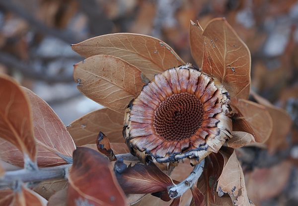 Verbrannte Schönheit