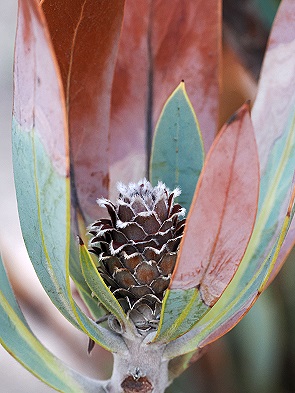 Protea