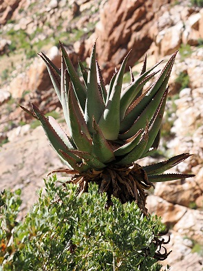 Aloe