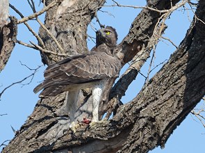 Martial Eagle