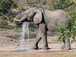 Elefant am Majulu Waterhole