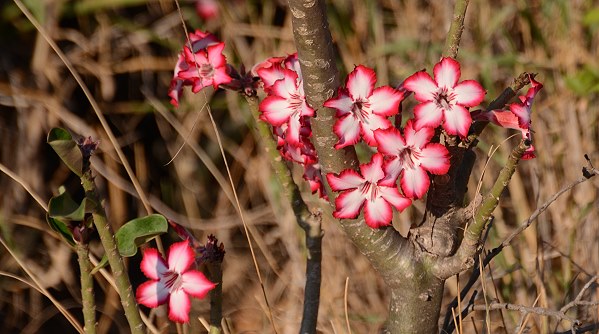 Blühende Impala Lily