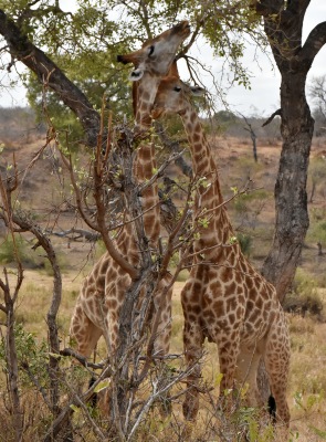 Giraffenn