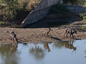 Wasserböcke am Damm