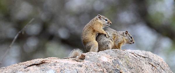 Hörnchen sorgen für Nachwuchs