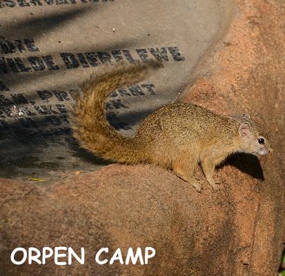 Hörnchen auf Gedenkstein