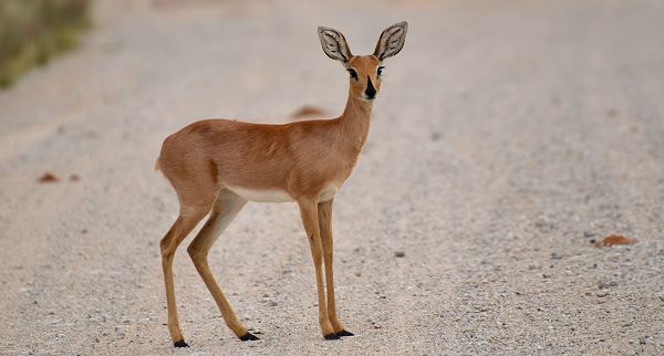 Steenbok