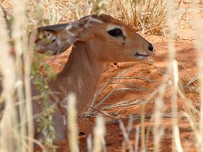 Steenbok