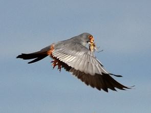 Raubvogel mit Dünengrille