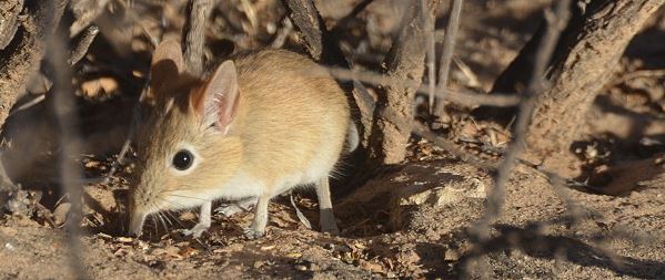 Elefanten-R&uuml;sselmaus