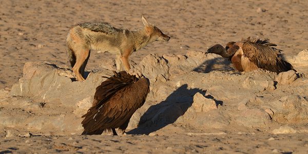Schakal und Geier Craig Lockhart