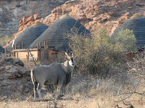 Eland