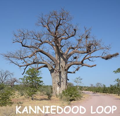 Baobab