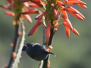 Sunbird