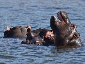 Hippos