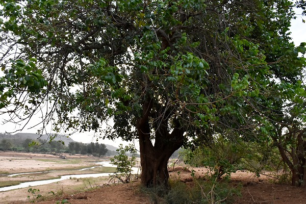 Baum der Ahnen