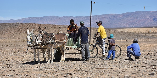 Donkey Cart