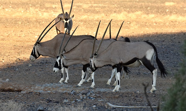 Oryx