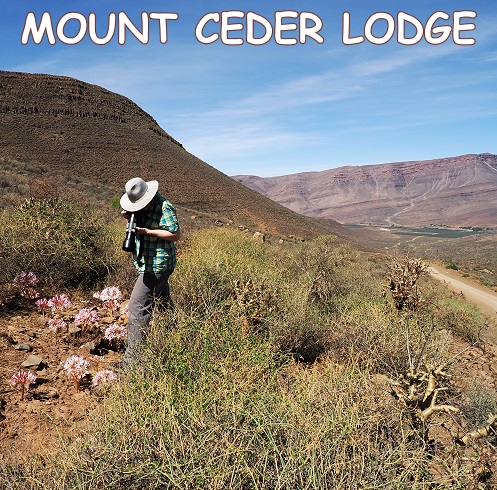 Wunderbare Blüten nahe Mount Ceder