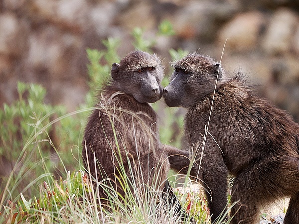 Baboons