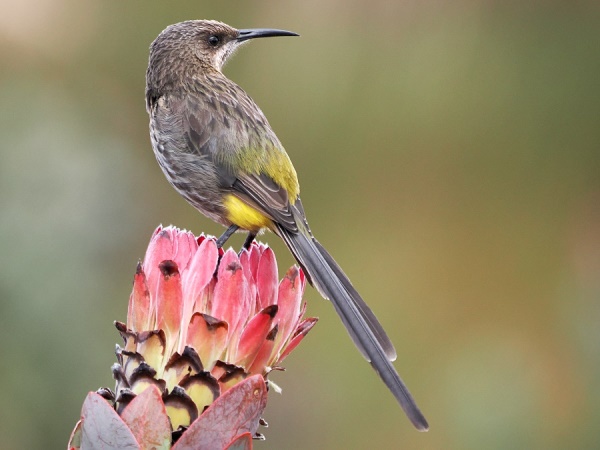 Sunbird auf Protea
