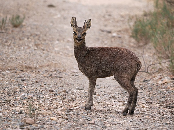 Klipspringer