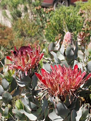 Protea