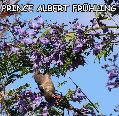 Mousebird in Jacaranda