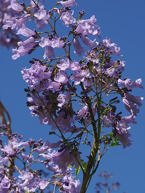 Jacaranda