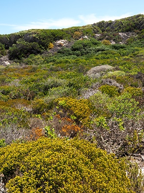 Fynbos