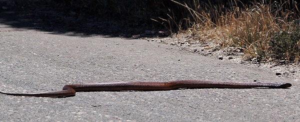 Kap-Kobra flüchtet von der Straße