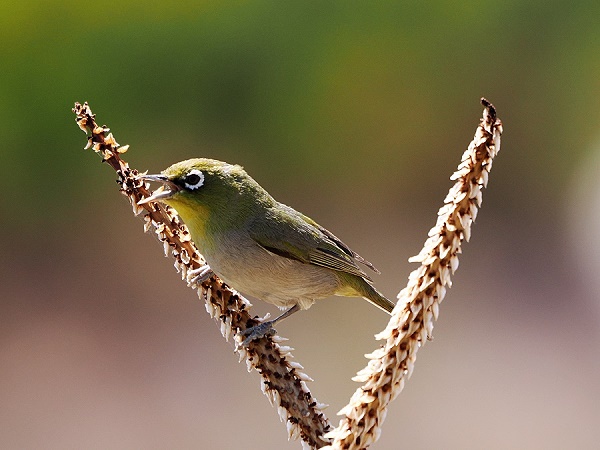 Cape white-eye